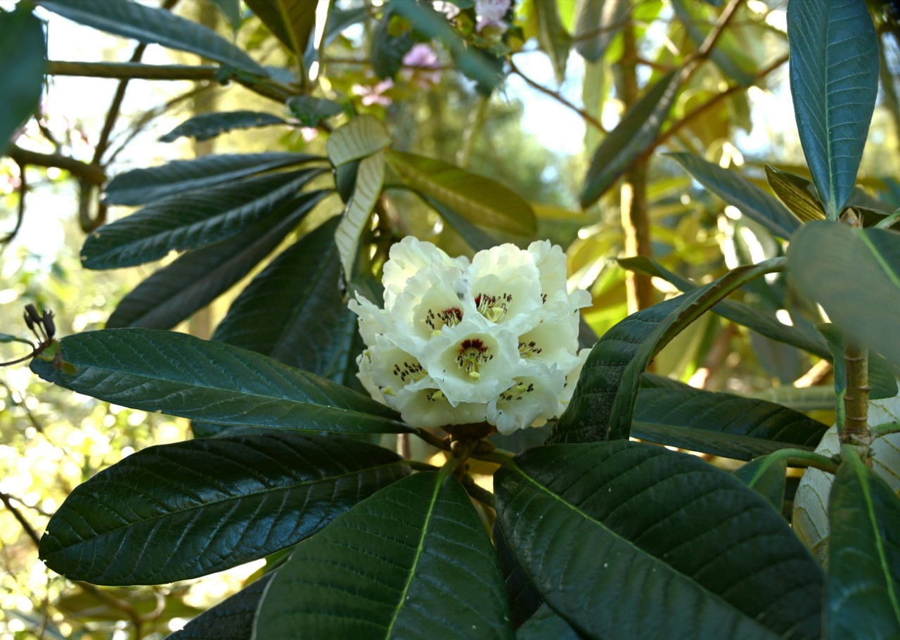 R. sidereum